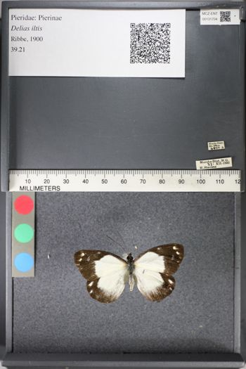 Media type: image;   Entomology 131704